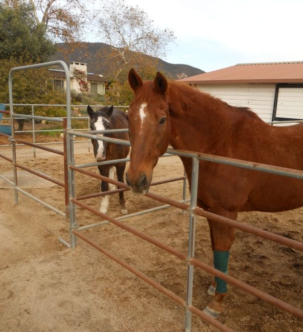 Stray Dogs Attack Horses in Western Malibu