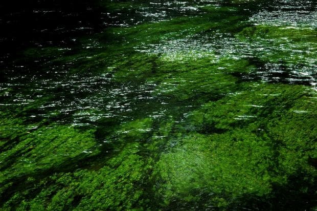 Blog: Why Biodiversity Matters
