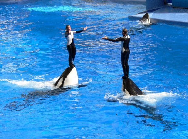 Pt. Dume Cancels Annual SeaWorld Trip Amid Controversy