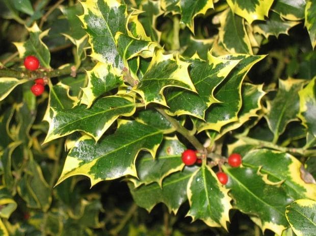Safety Tips for a Happy, Healthy Holiday Season