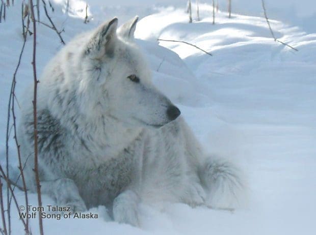 Blog: Idaho's Bloody Wolf and Coyote Derby