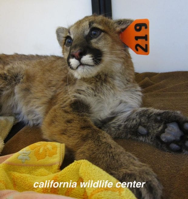 Inbreeding Found in Local Mountain Lions