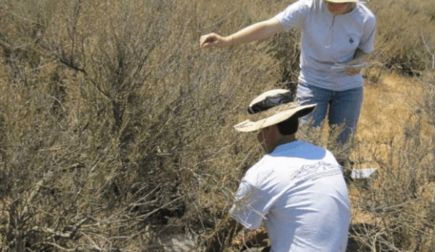 Study Suggests Pollution Harming Plants in SM Mtns, Increasing Fire Risk