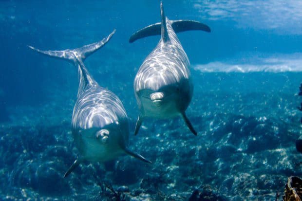 Blog: The War Against Nature: Insatiable Taiji Bloodlust