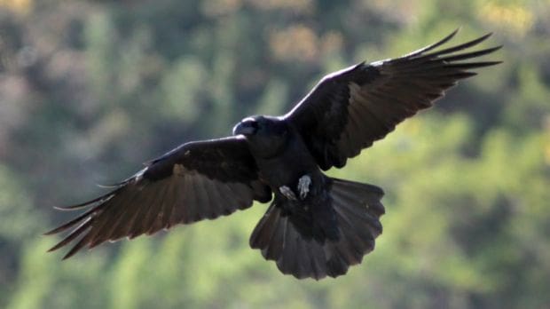 Blog: Clever Ravens Winged Masters of Deception