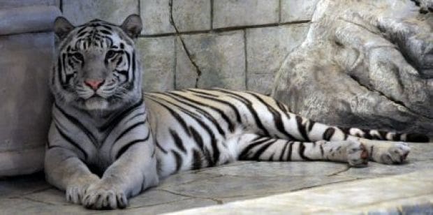 Tiger Compound Rejected in Western Malibu