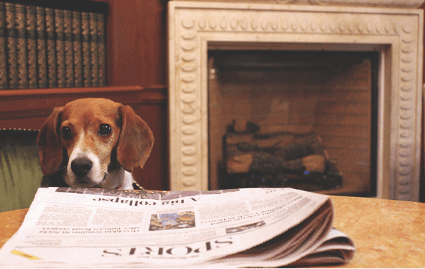 Hotels Cater to Canine Traveler