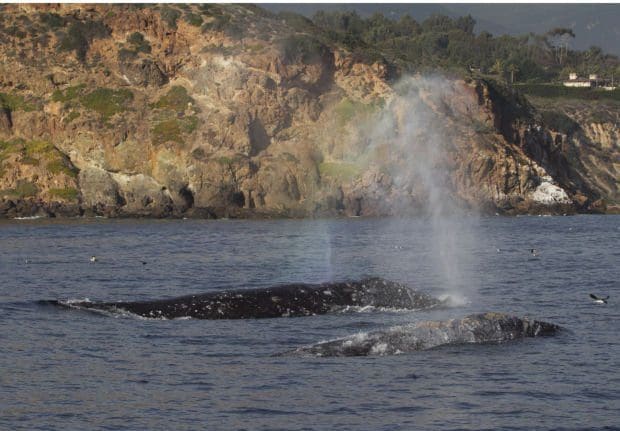 Study: More Dolphins, Whales Feeding in Santa Monica Bay