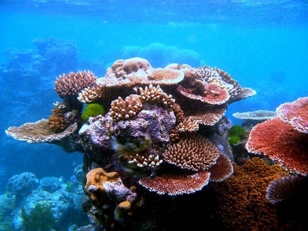 Blog: Coral Reefs are Dying Quickly