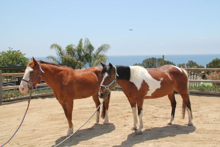 Milan and Snickers