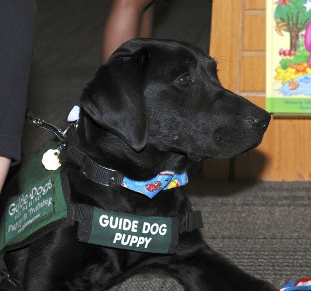 Photos: Guide Dog Xena Visits Malibu Kids