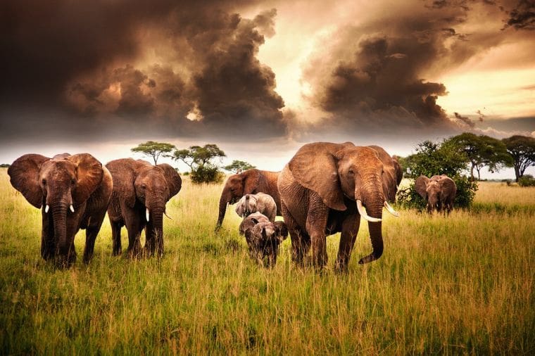 Elephants