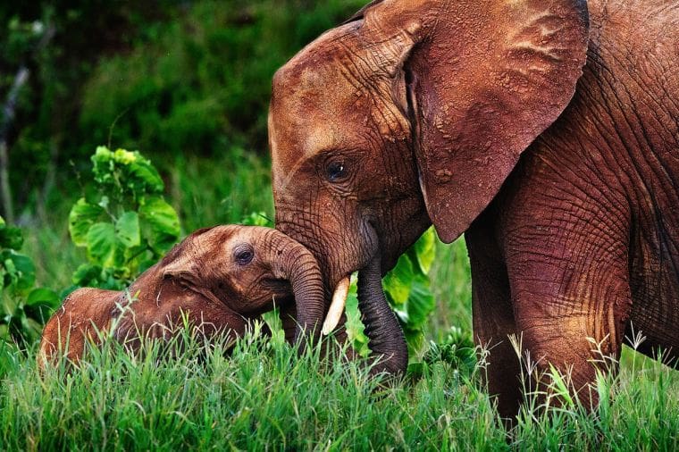 African Elephants