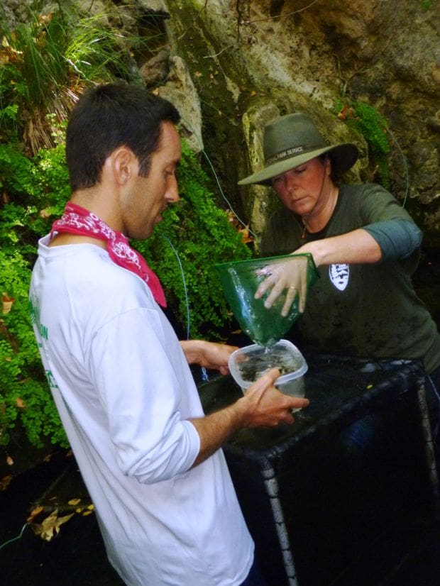 Biologists Release Threatened Frog Species into Santa Monica Mountains