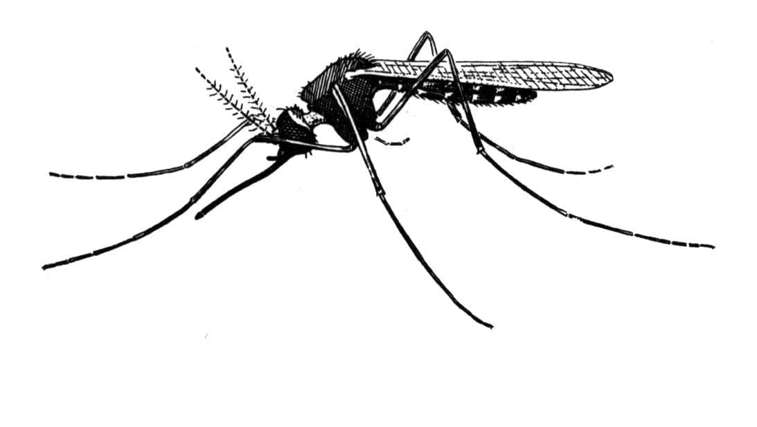 Blog: Tiny and Deadly: The Mosquito