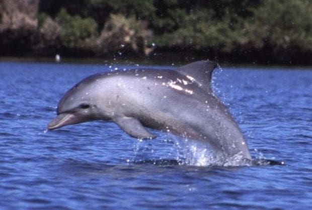 Blog: Oil and Gas Sonic Cannons Murder Millions of Sea Creatures
