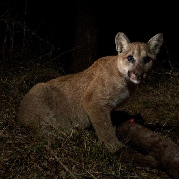 As Mountain Lions Suffer, Caltrans Seeks $2 Million for Overpass