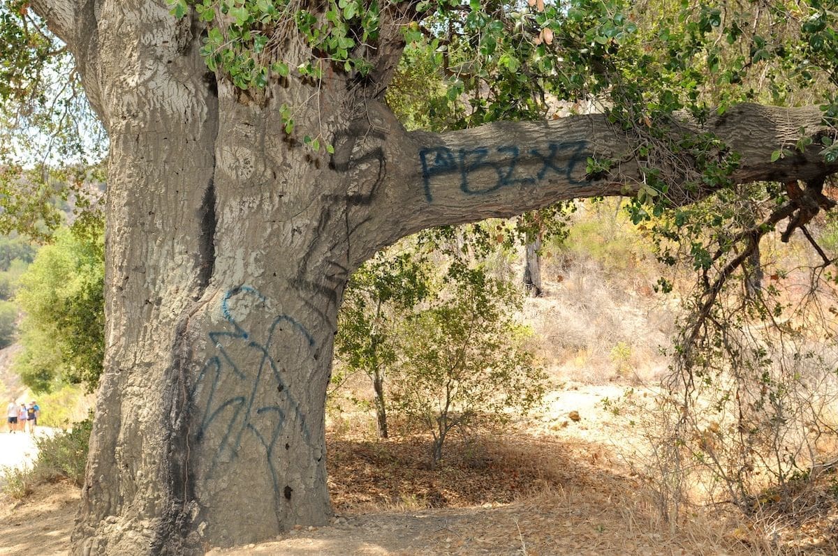 Graffiti On Oak Tree
