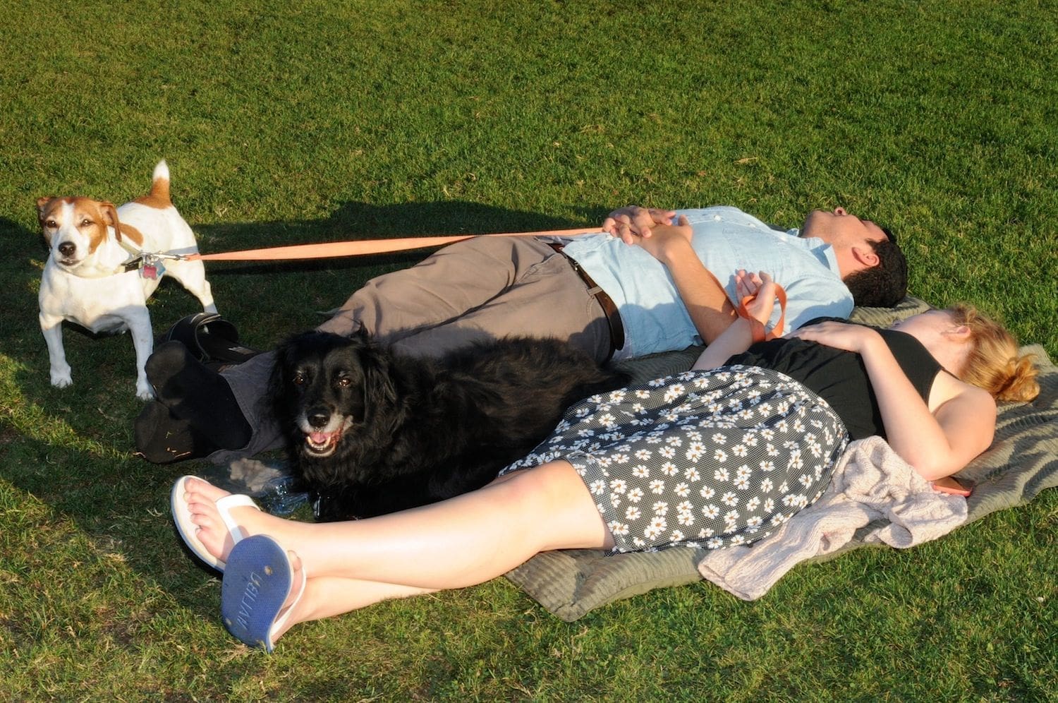 Photos: Dogs Night Out