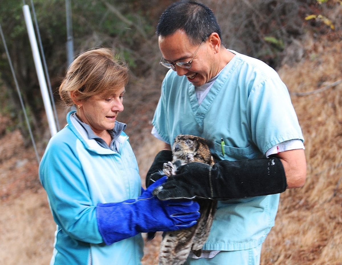 A Tale of Pirate the Great Horned Owl
