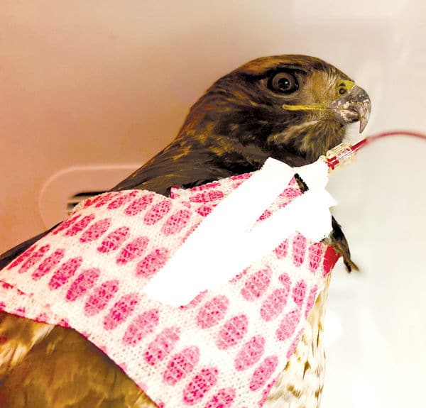 Local Veterinarian Saves Hawk Via Blood Transfusion