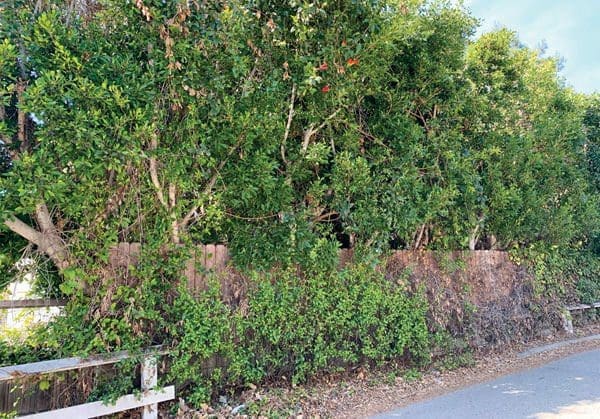 Calls for More Brush Clearance as Wildfire Plan Is Developed