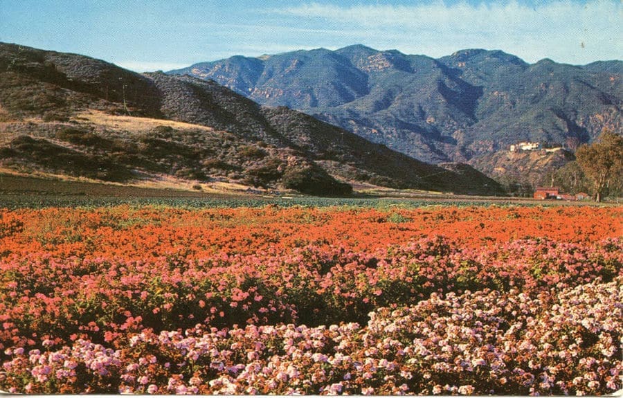 Malibu History: Geranium Field of Dreams