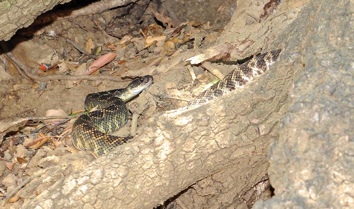 Trails Are Open, Beware of Rattlesnakes