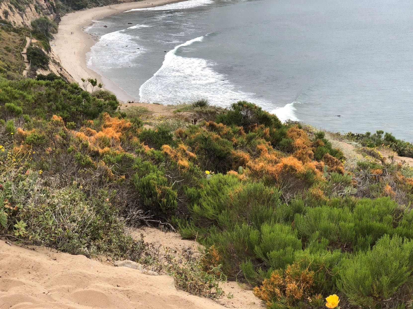Parasitic Plant Invades Pt. Dume Headlands