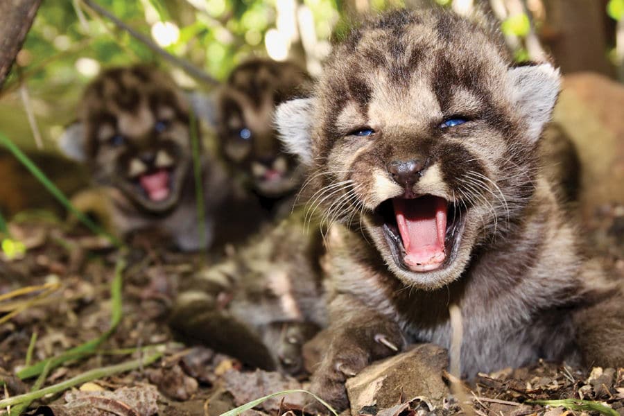 Local Mountain Lion Kittens Bring Hope for Population's Future
