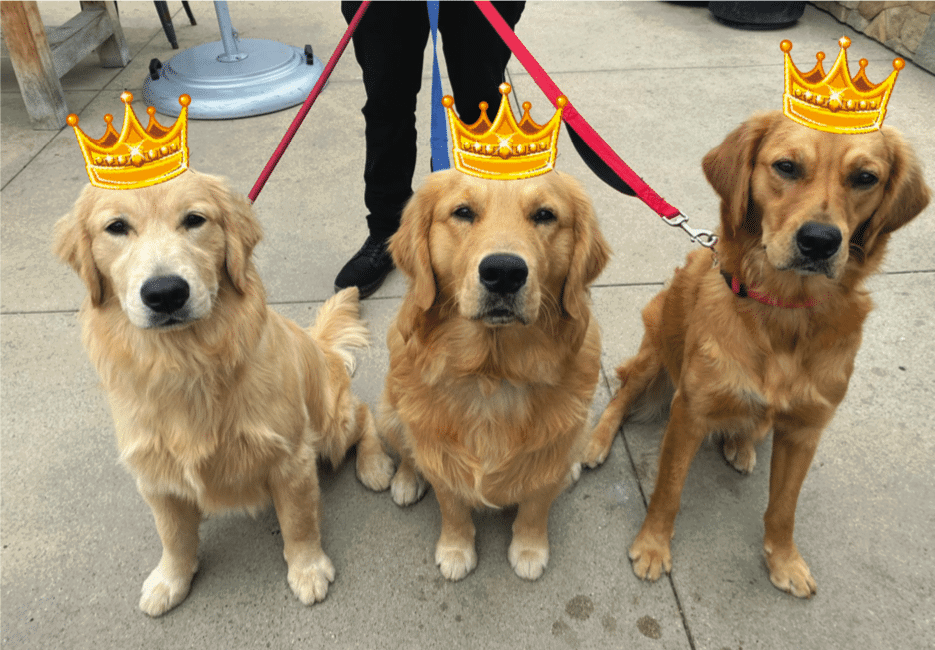 Best Dogs of Summer Crowned