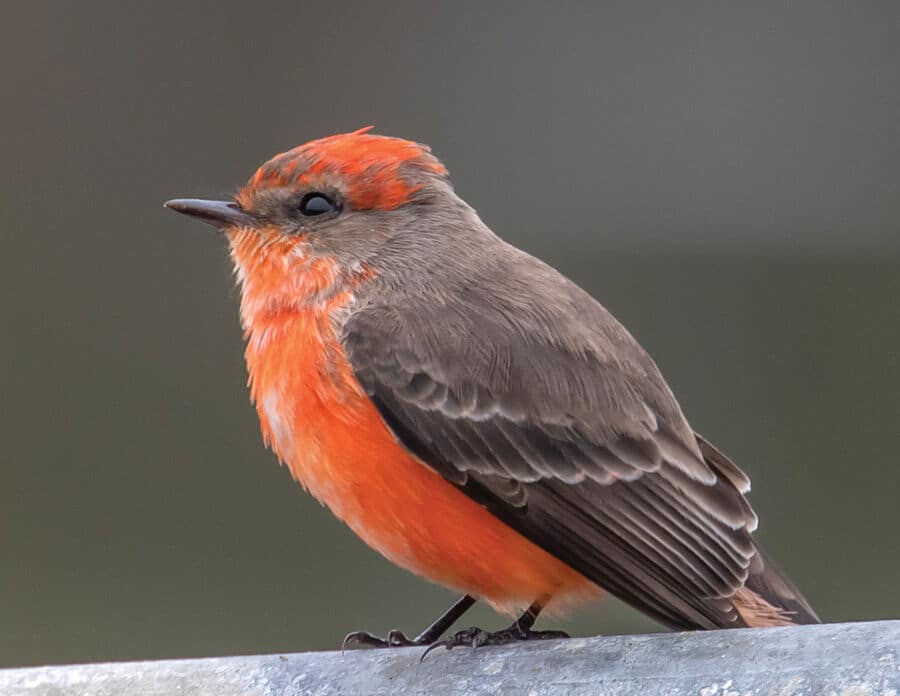 Rare Birds Visit Malibu Lagoon