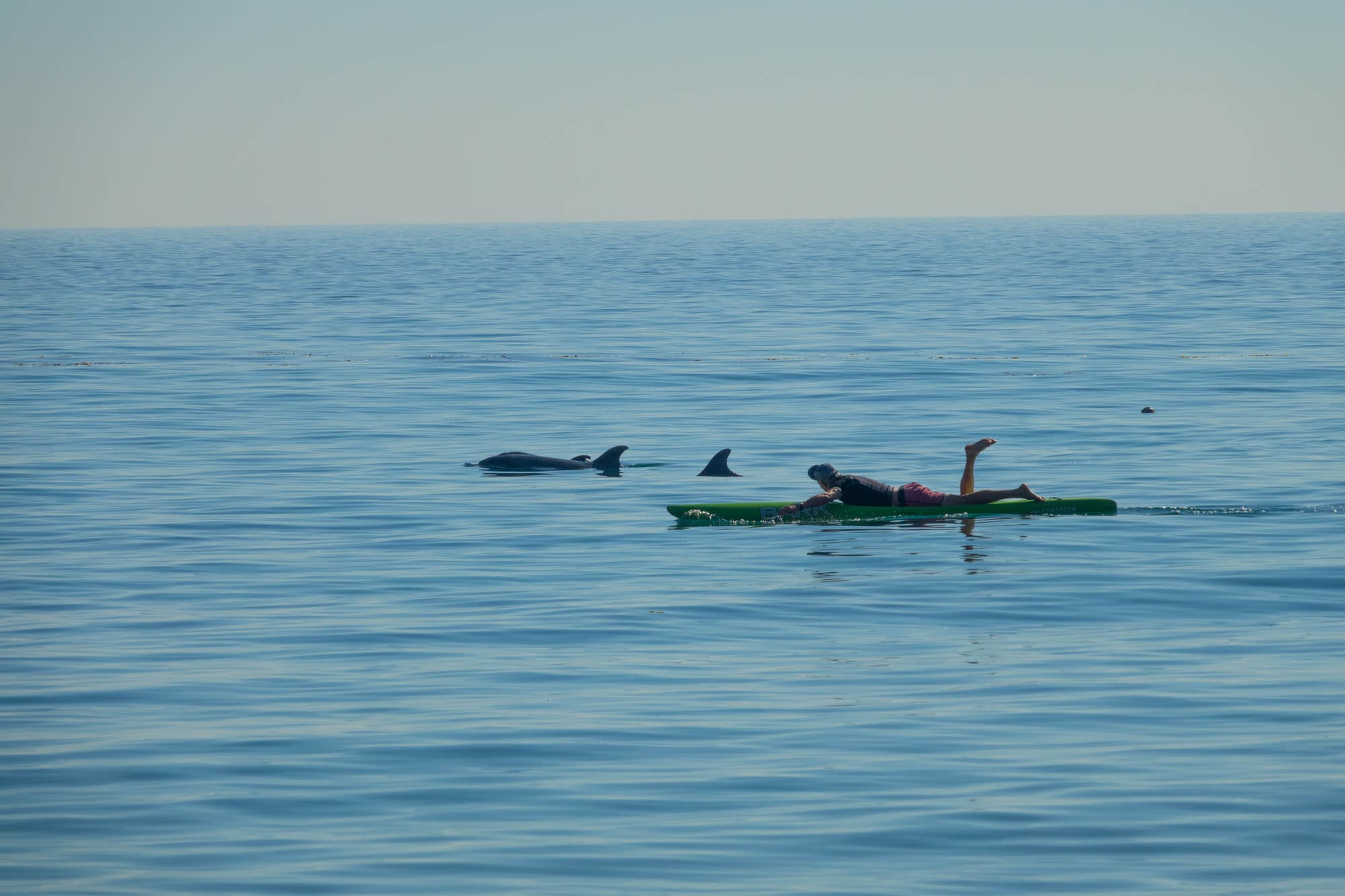 Paddleboarder cruises with dolphins