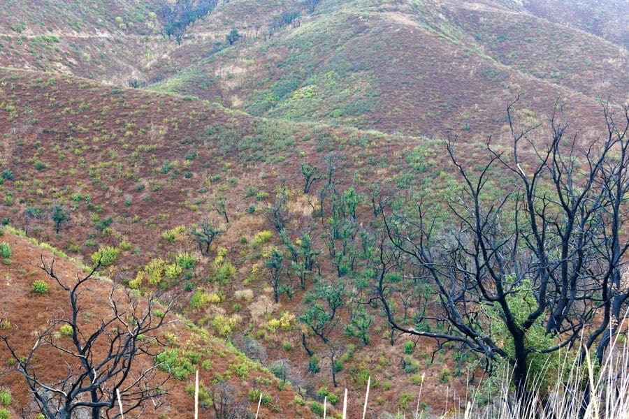 Life and Death in the Santa Monica Mountains