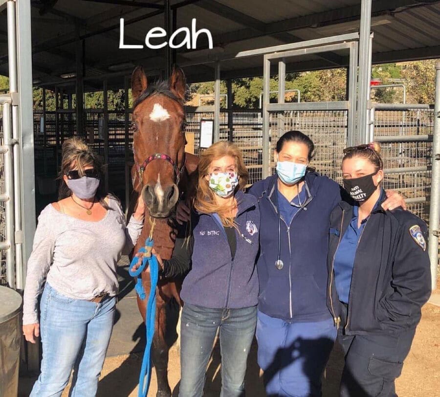 Horse Rescue Update: Leah Has Found a Home at Big Heart Ranch