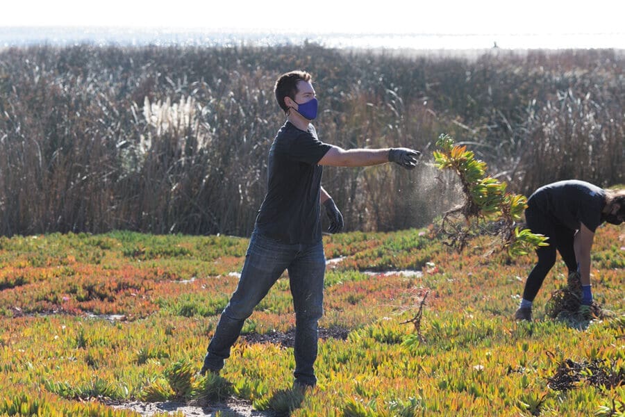 Bay Foundation Hopes Plants Hold the Key for Dune Restoration