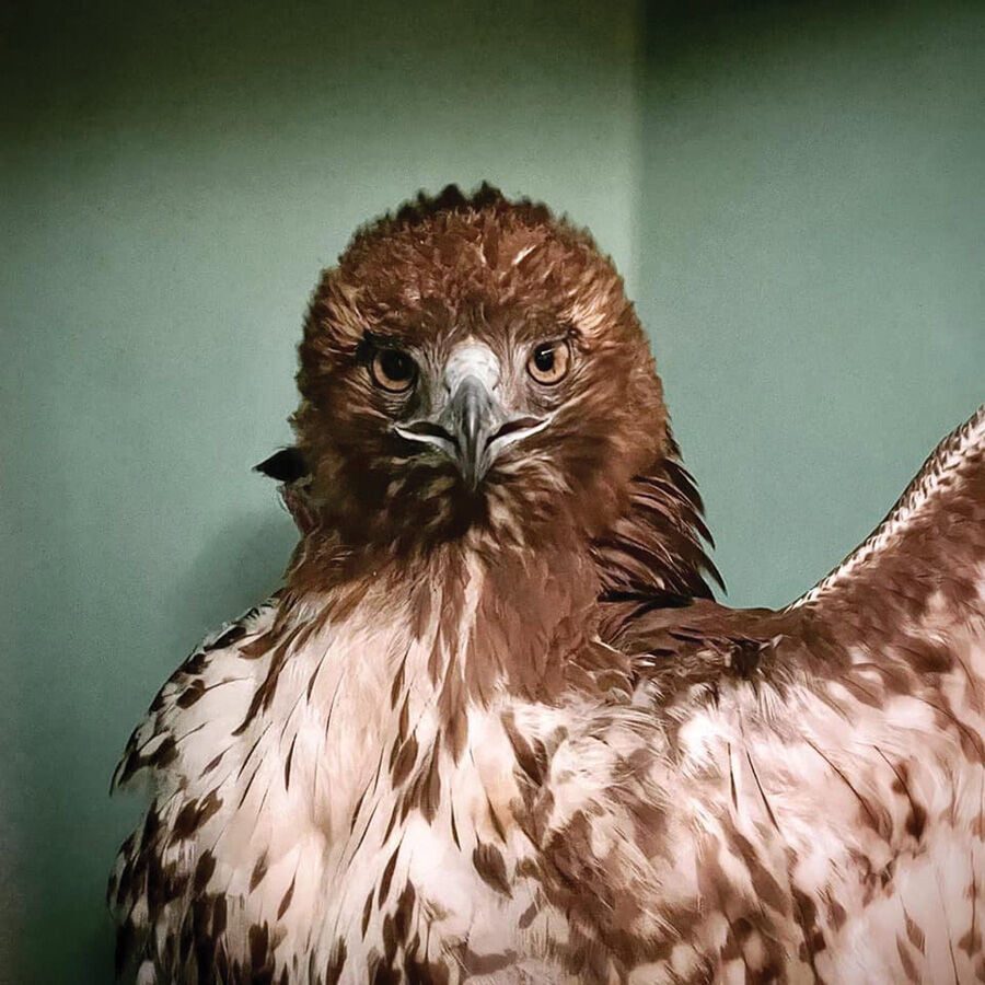 Crazypants, Injured Hawk That Stopped Freeway Traffic, Is OK