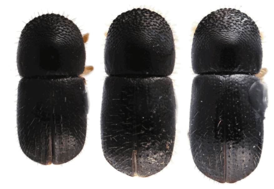 Tiny Invasive Beetles Killing Trees in the Santa Monica Mountains