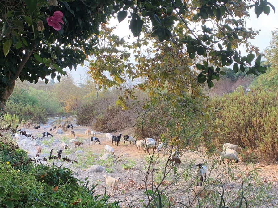 Is Goat Grazing the Answer to Malibu’s Brush Problems?