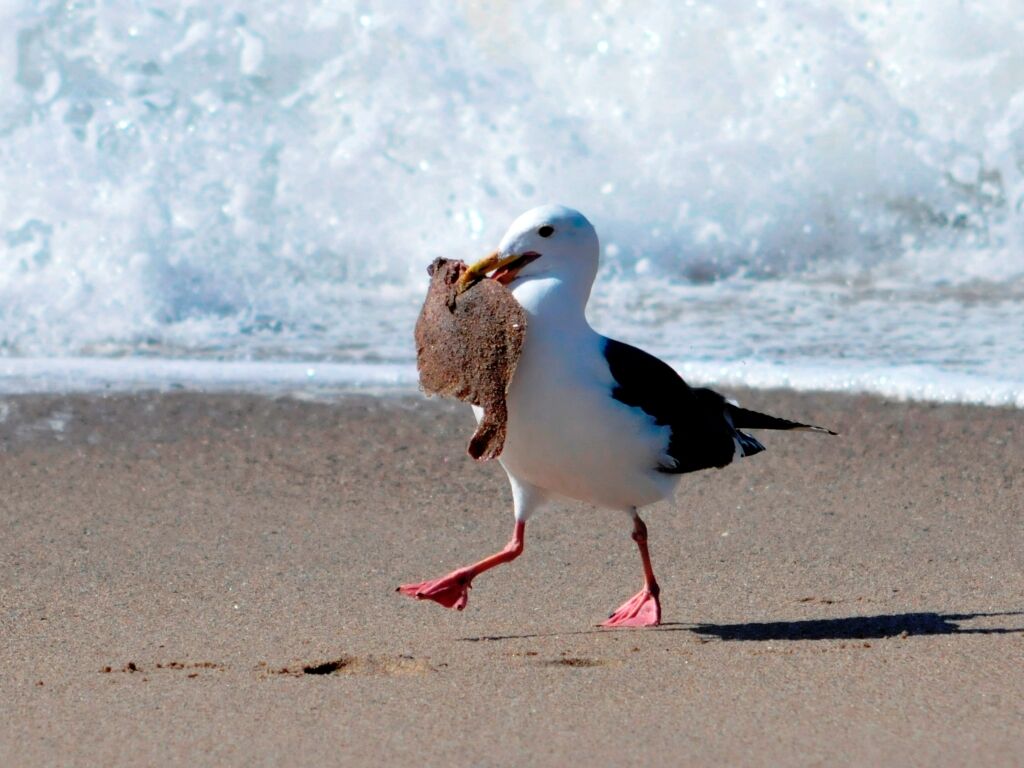 A fresh fish in every beak!!