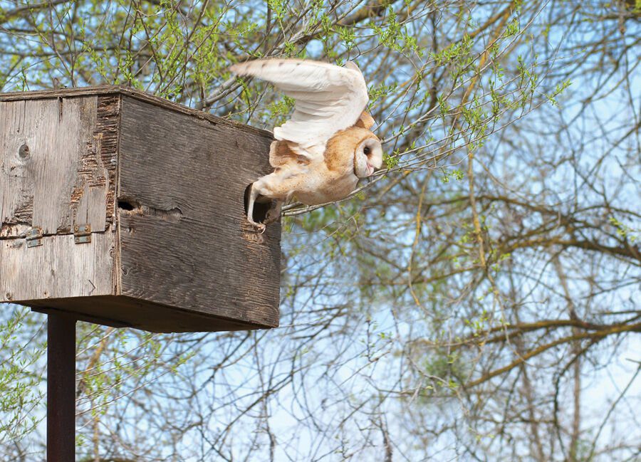 The New Old Way To Fight Pests