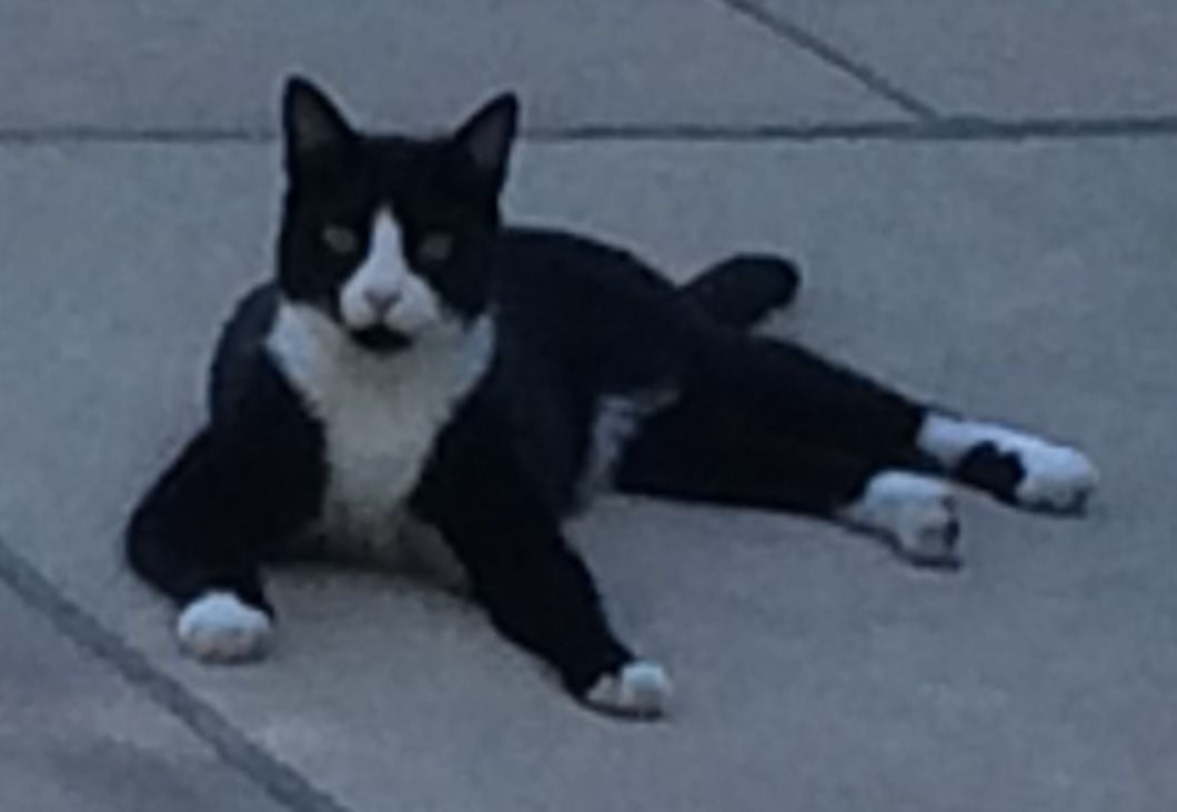 Stern Introduces Bill Banning Cat Declawing