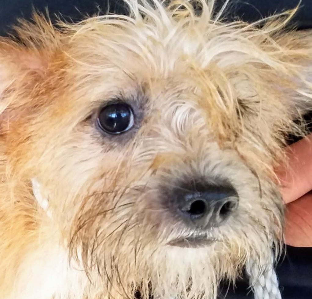 Seresto Flea Collar Linked To 1,700 Pet Deaths