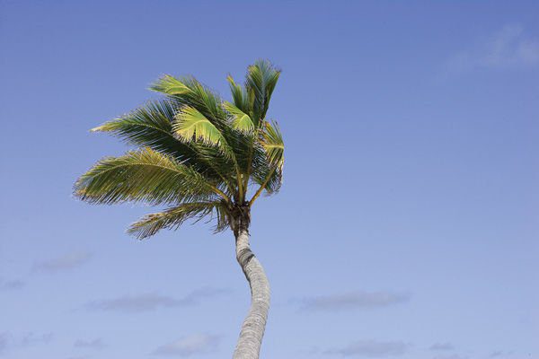 SCE To Cut Down 11,000 Palm Trees Over Next Two Years