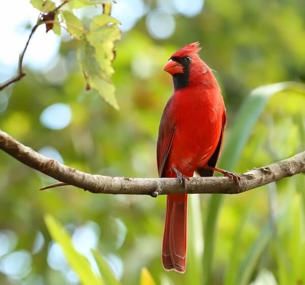 Birds Attacking Your Windows? Here’s How to Stop It