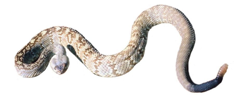 From the Fire Chief: ‘Tis the Season—for Rattlesnakes!