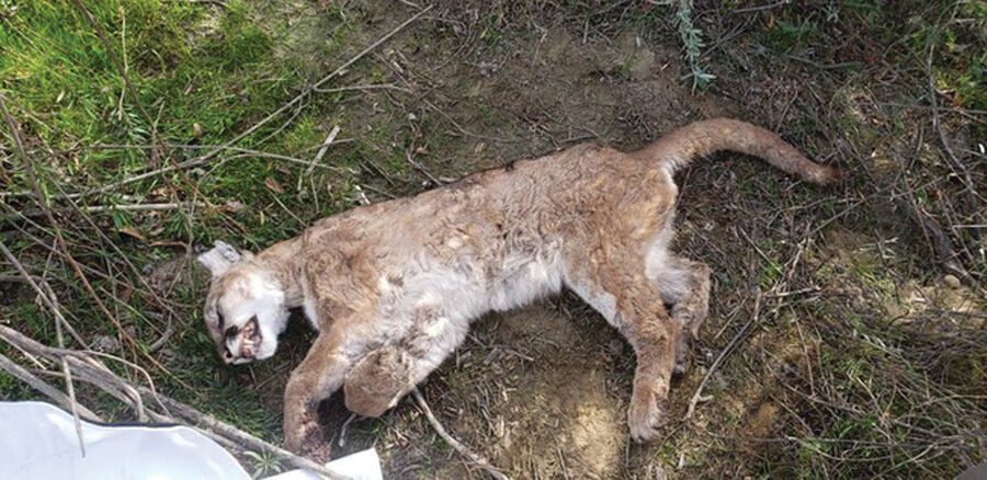 Malibu Rodenticide Ban Passes