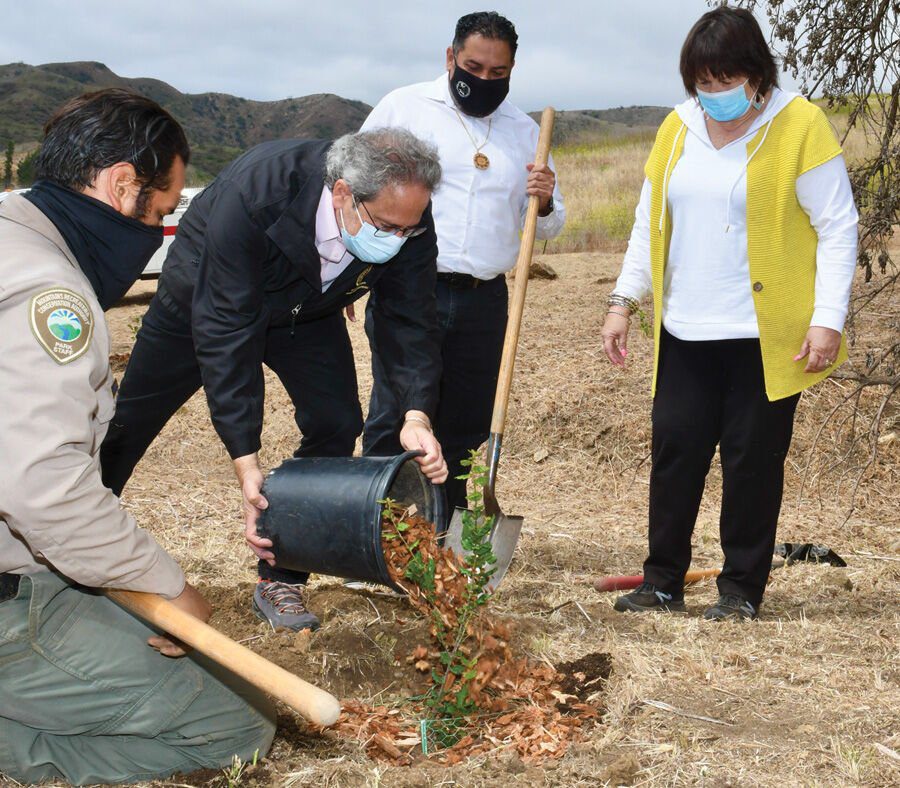 MRCA Plants a New Hope