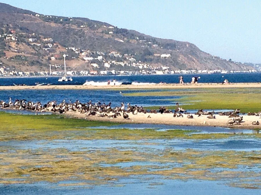 Algae Bloom in Malibu Lagoon Troubles Some Locals, but Not State Parks