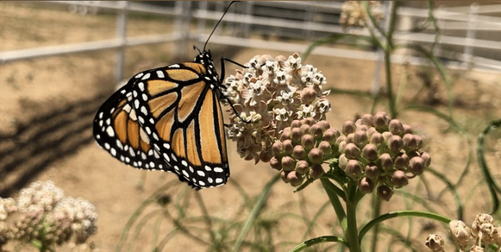 Free Online ‘Milkweed &amp; Monarchs’ Webinar Scheduled for Saturday